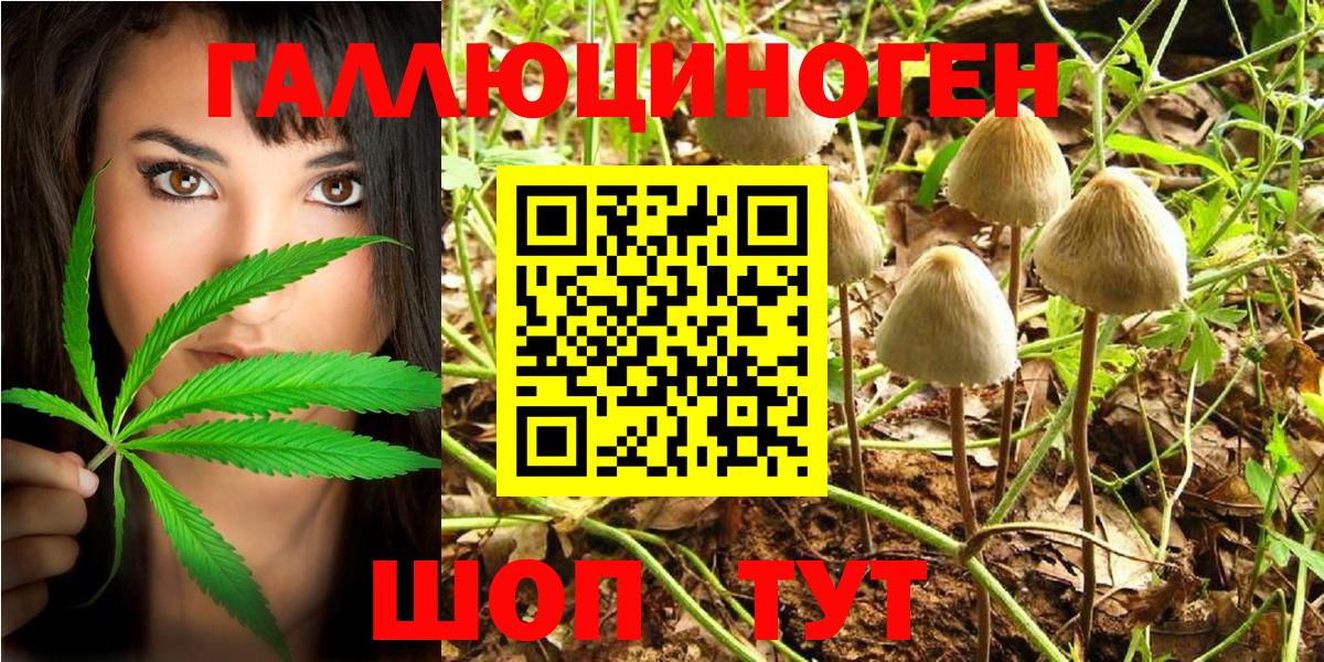 Псилоцибиновые грибы Psilocybe Грозный